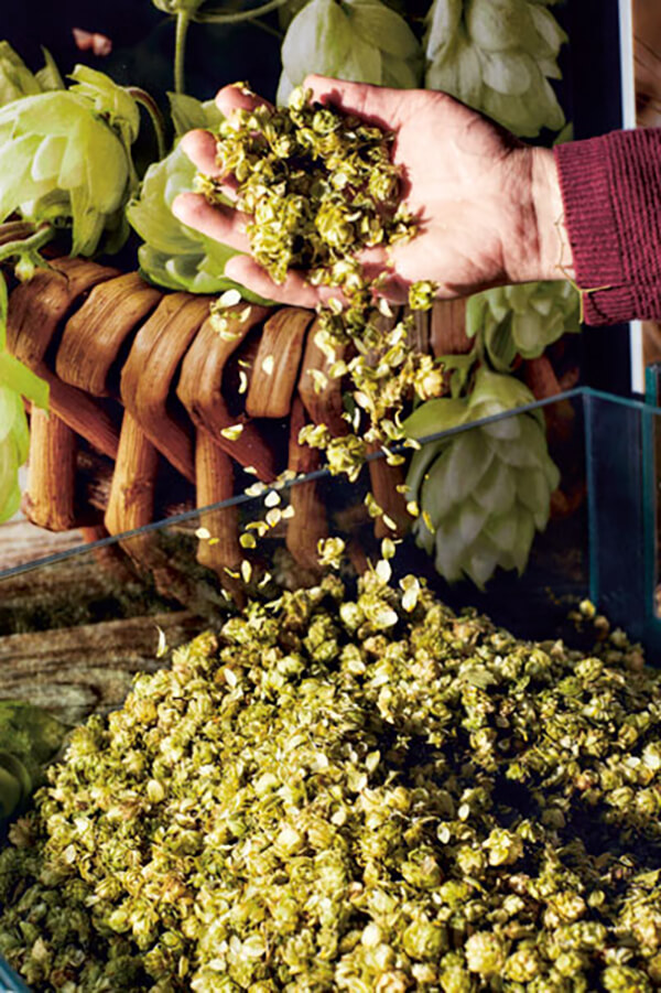 ganze Aromahopfendolden